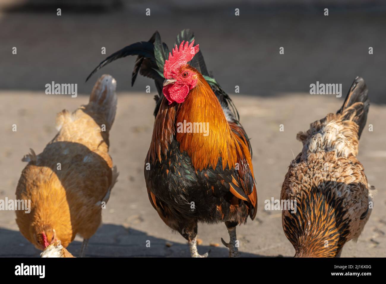 Hof Hahn und Henne auf einem pädagogischen Bauernhof. Die AGF-Pädagogische Farm in Rhinau im Elsass. Stockfoto