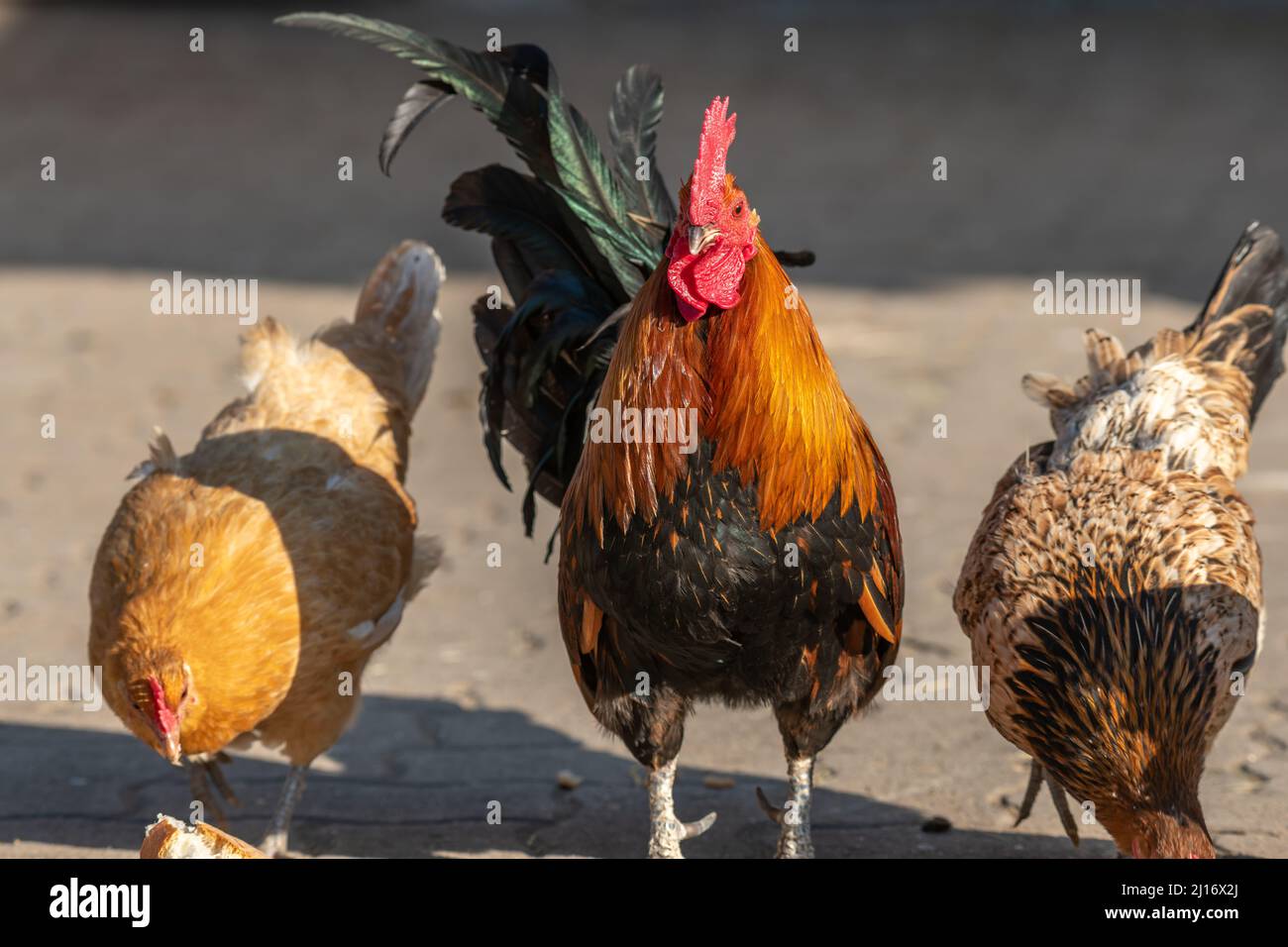 Hof Hahn und Henne auf einem pädagogischen Bauernhof. Die AGF-Pädagogische Farm in Rhinau im Elsass. Stockfoto