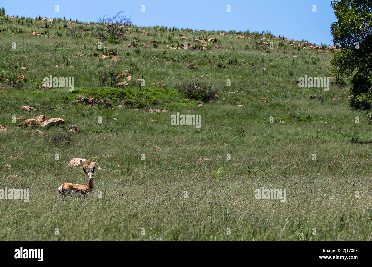 Springbok, Pilanesberg National Park Stockfoto