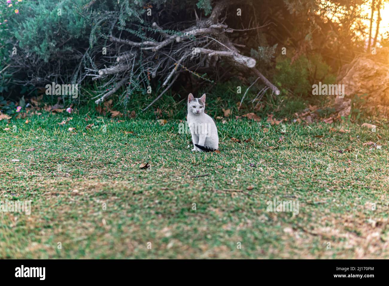 Obdachloses Kätzchen in der Nähe seines Tierheims in den Büschen im Park Stockfoto