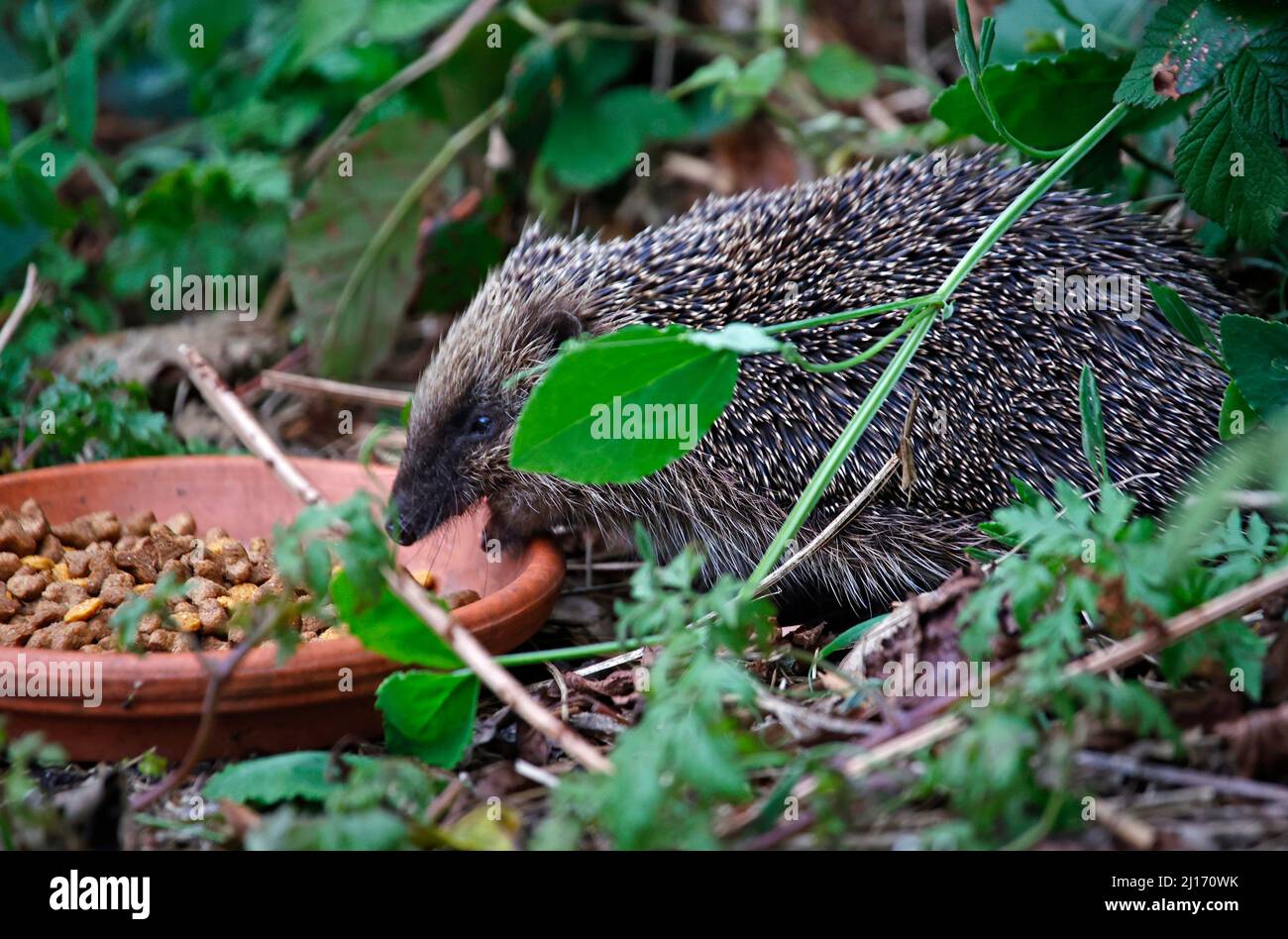 Urbane Igel, die im Garten fressen Stockfoto