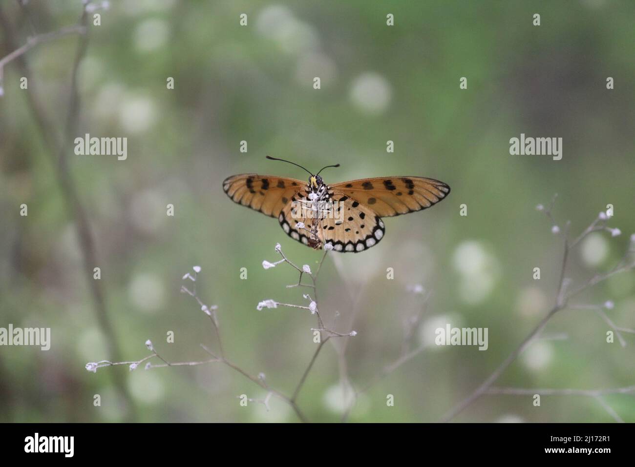 Ein gelber Schmetterling mit offenen Flügeln thront auf einigen Dornen Stockfoto