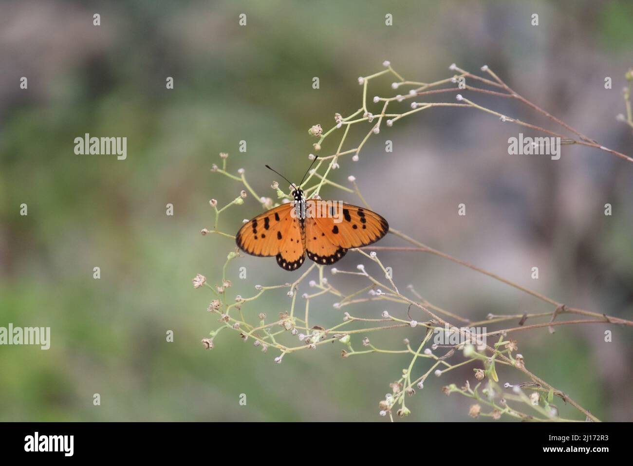 Ein gelber Schmetterling thront auf verschlungenen Dornen Stockfoto