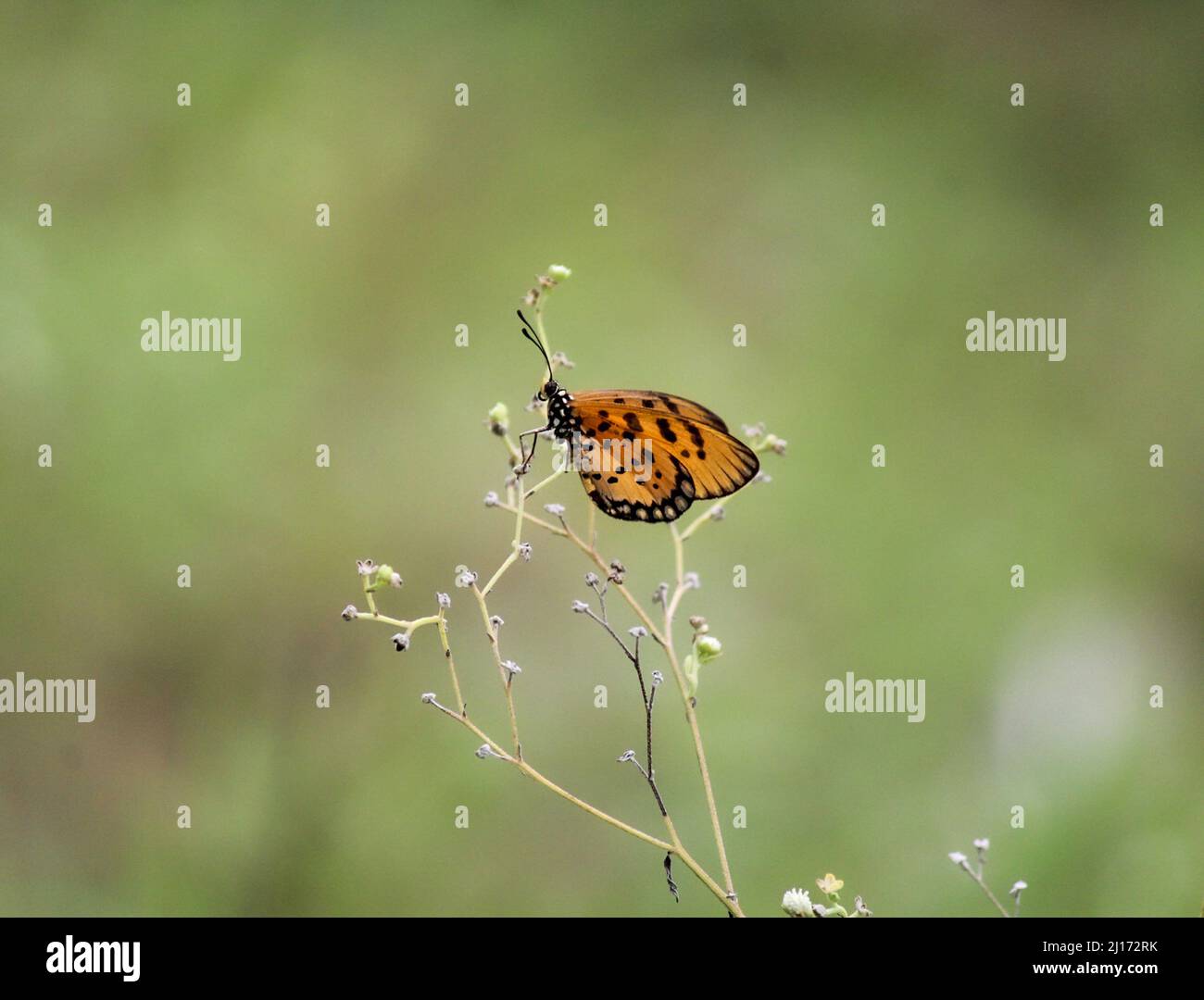 Ein gelber Schmetterling thronte auf einigen verschlungenen Dornen Stockfoto