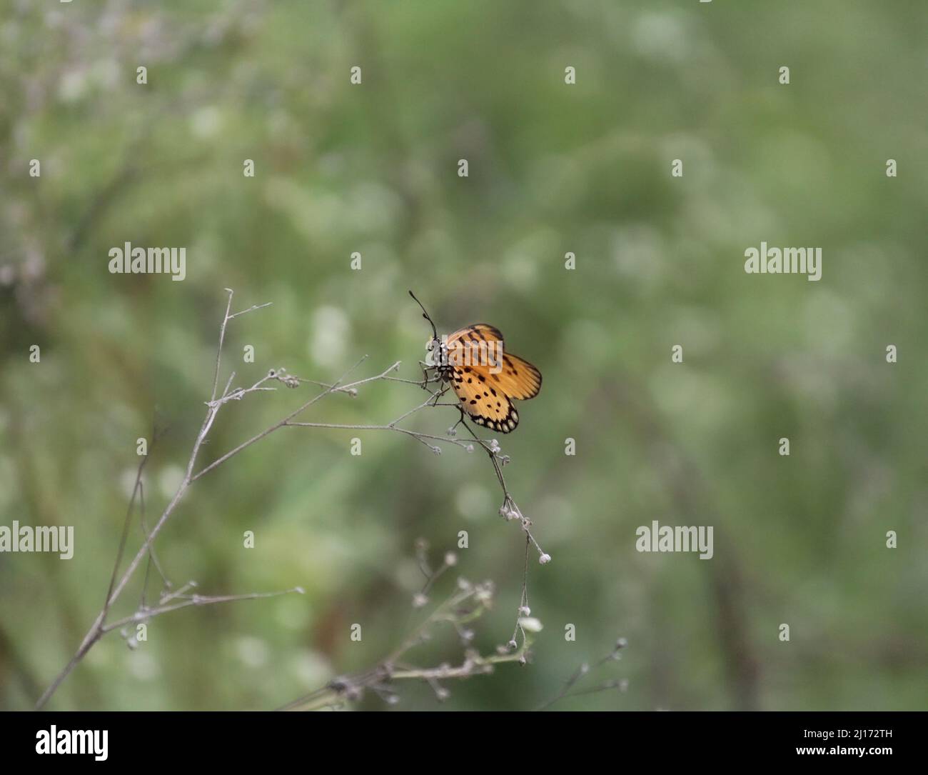 Ein gelber Schmetterling thronte auf einigen verschlungenen Dornen Stockfoto
