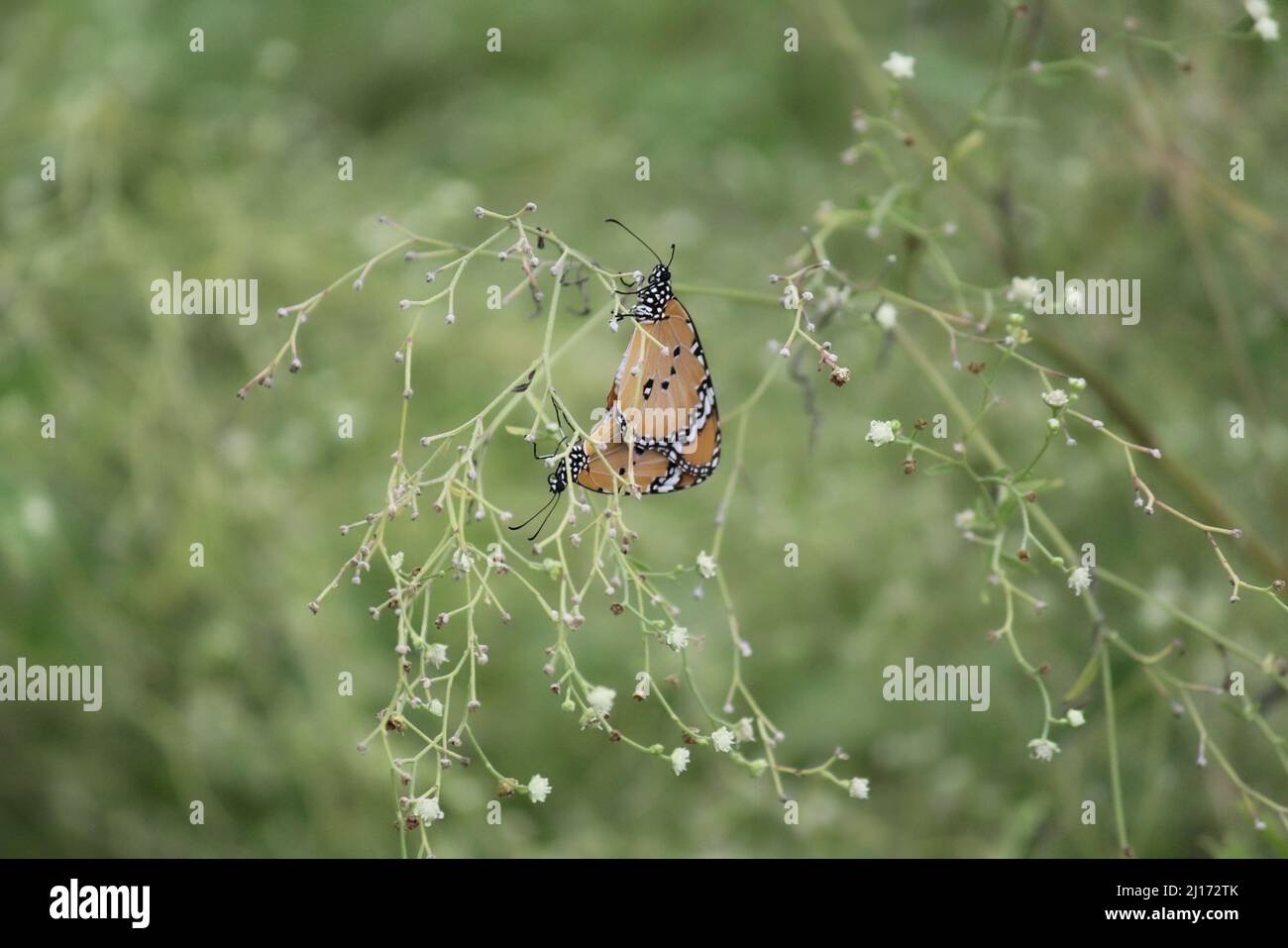 Ein paarweise paarweise paarweise paarweise ansteckende Schmetterlinge Stockfoto