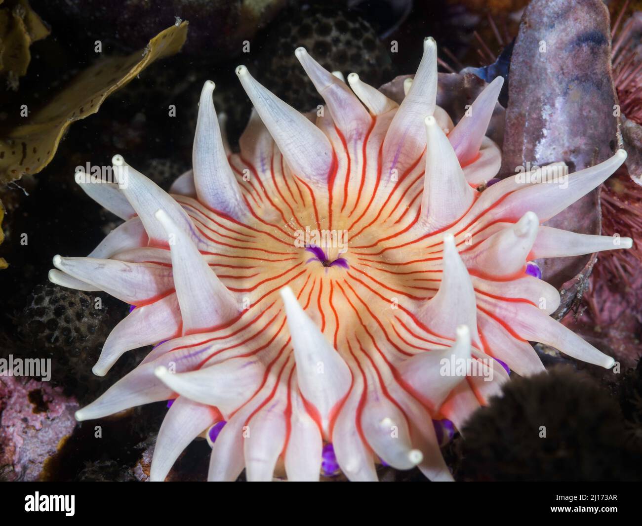 Nahaufnahme einer violett gefleckten Anemone unter Wasser (Anthopleura stephensoni) mit weißem Körper und Tentakeln und orangen Linien Stockfoto