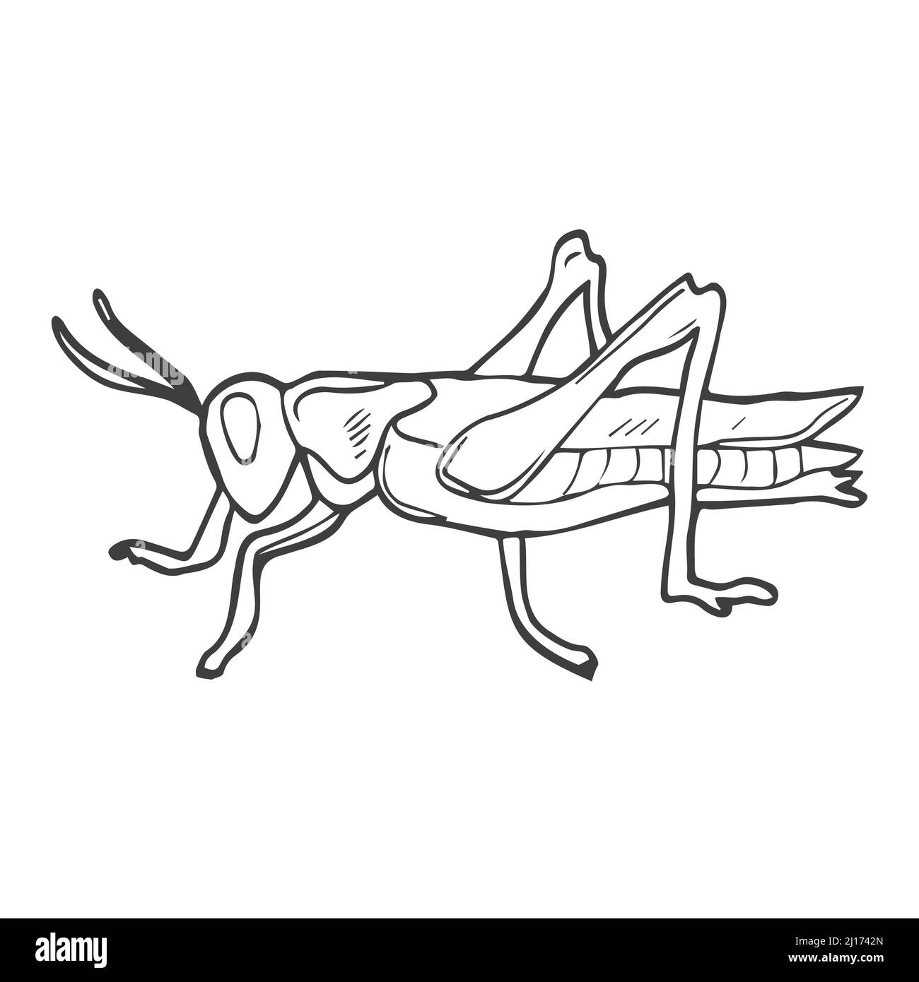 Grasshopper-Doodle im Vektor. Linienzeichnung des Insekts. Isoliert Stock Vektor