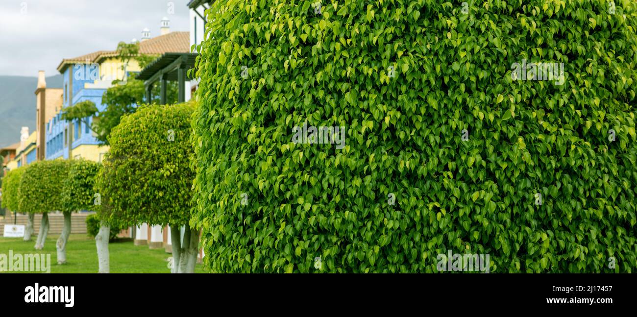 Landschaftsbau - Nahaufnahme von geformten üppigen grünen Laub von Ficus Baum im Stadtpark. Copy space Stockfoto