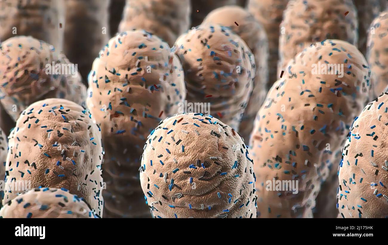 Bakterien Lactobacillus im menschlichen Darm, Abbildung 3D. Normale