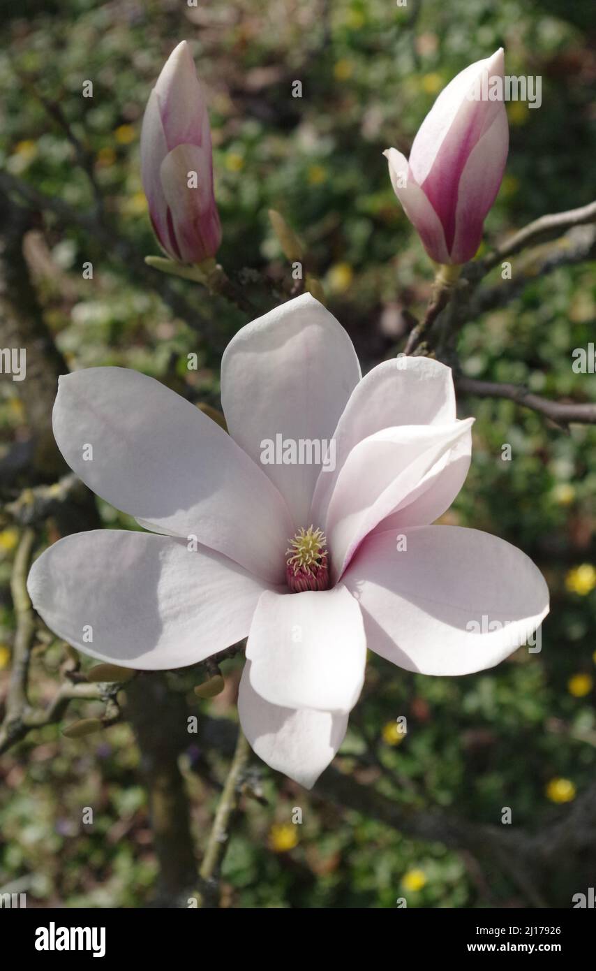 Weit geöffnete Blüte von Magnolienbaum Stockfoto