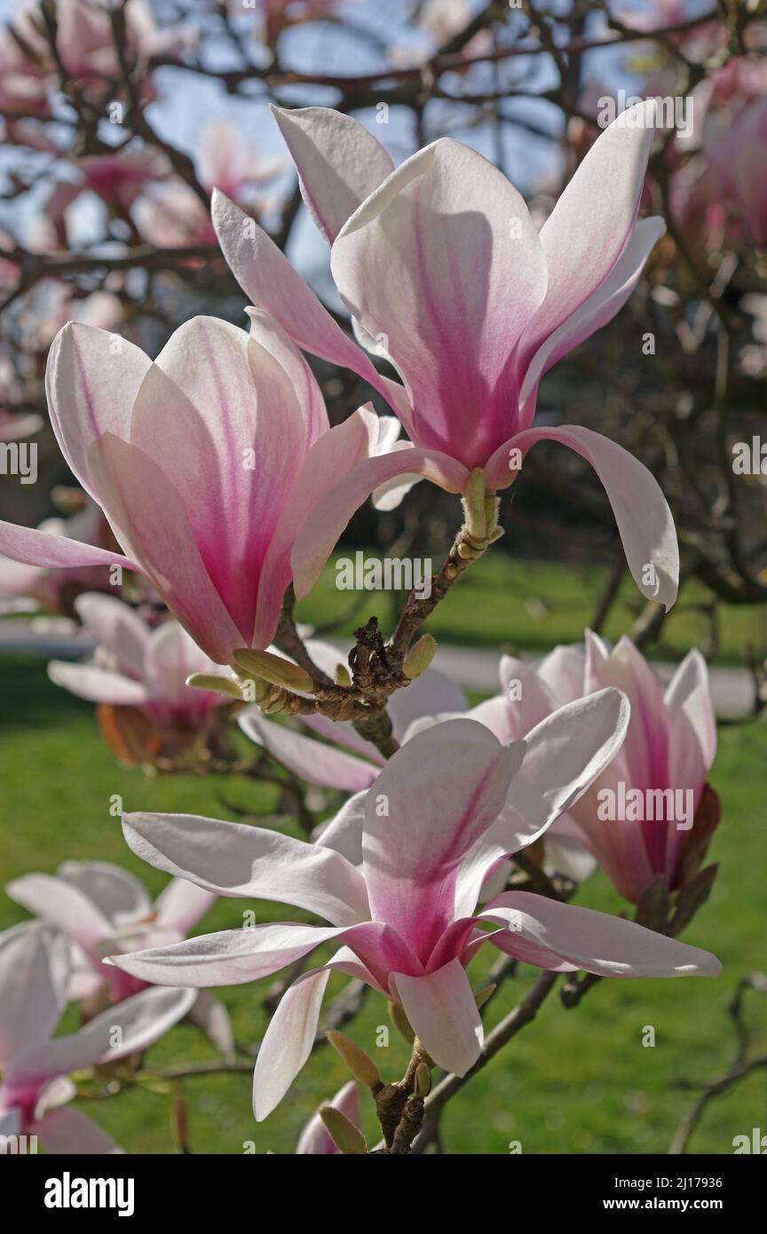 Detail eines Magnolienbaums Stockfoto