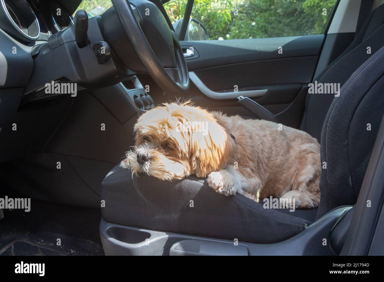 Lhasa Apso Hund liegend auf dem Beifahrersitz eines Autos Stockfoto