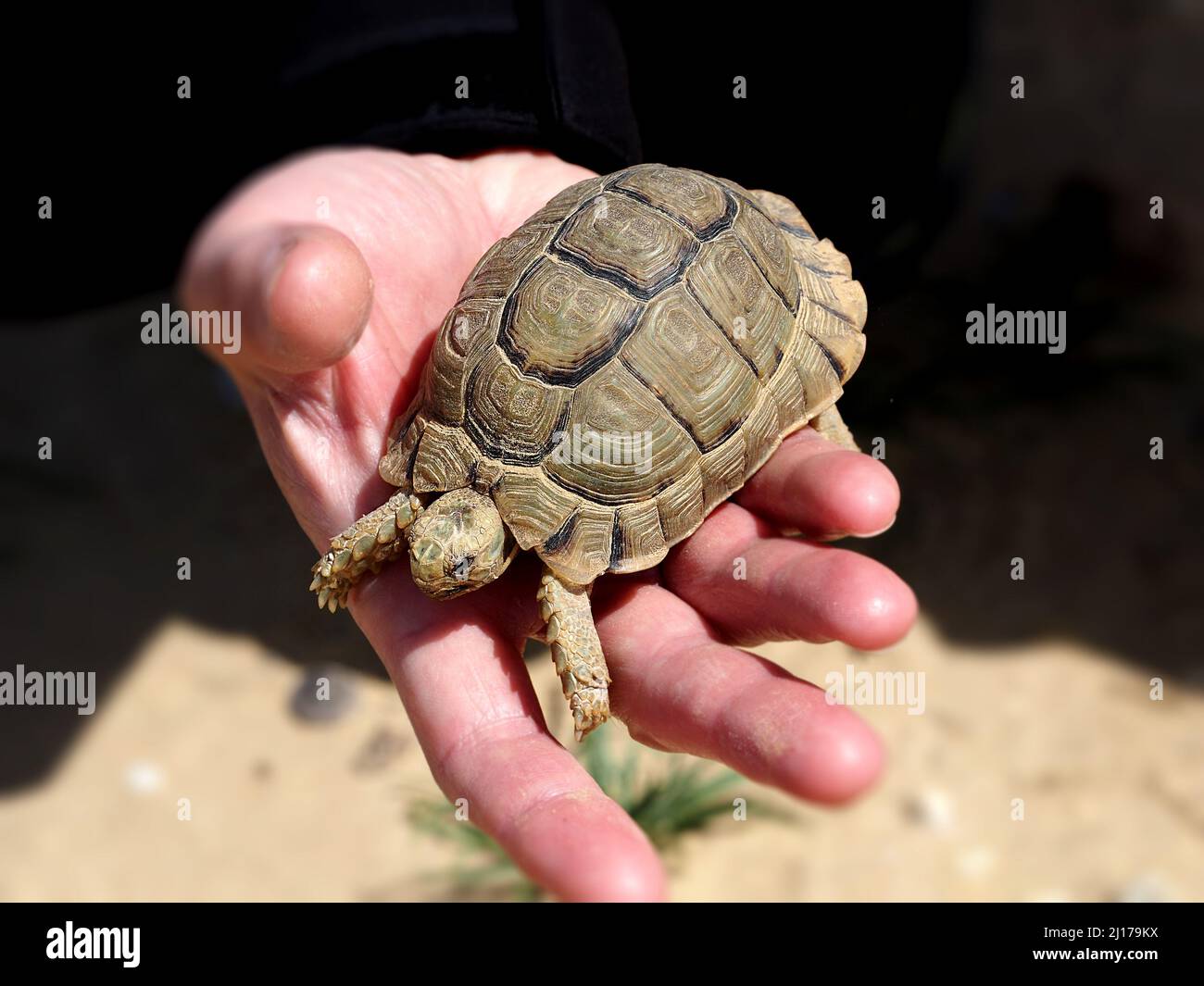 Kleine Schildkröte sitzt auf der Hand. Makro. Unscharfer Hintergrund. Stockfoto
