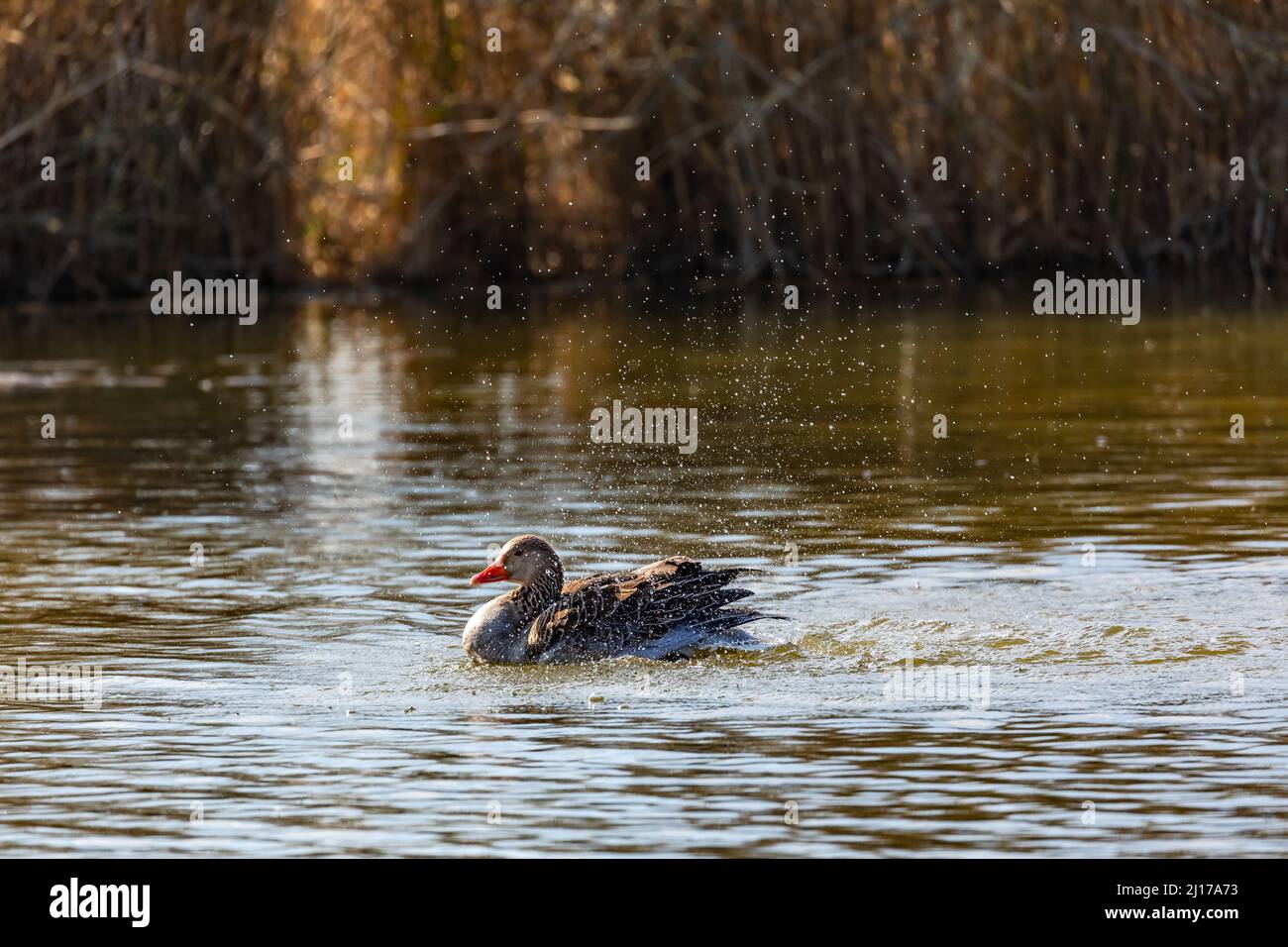 Eine Stockente reinigt sich in einem See mit flatternden Flügeln und viel Wasserspritzern, Deutschland Stockfoto