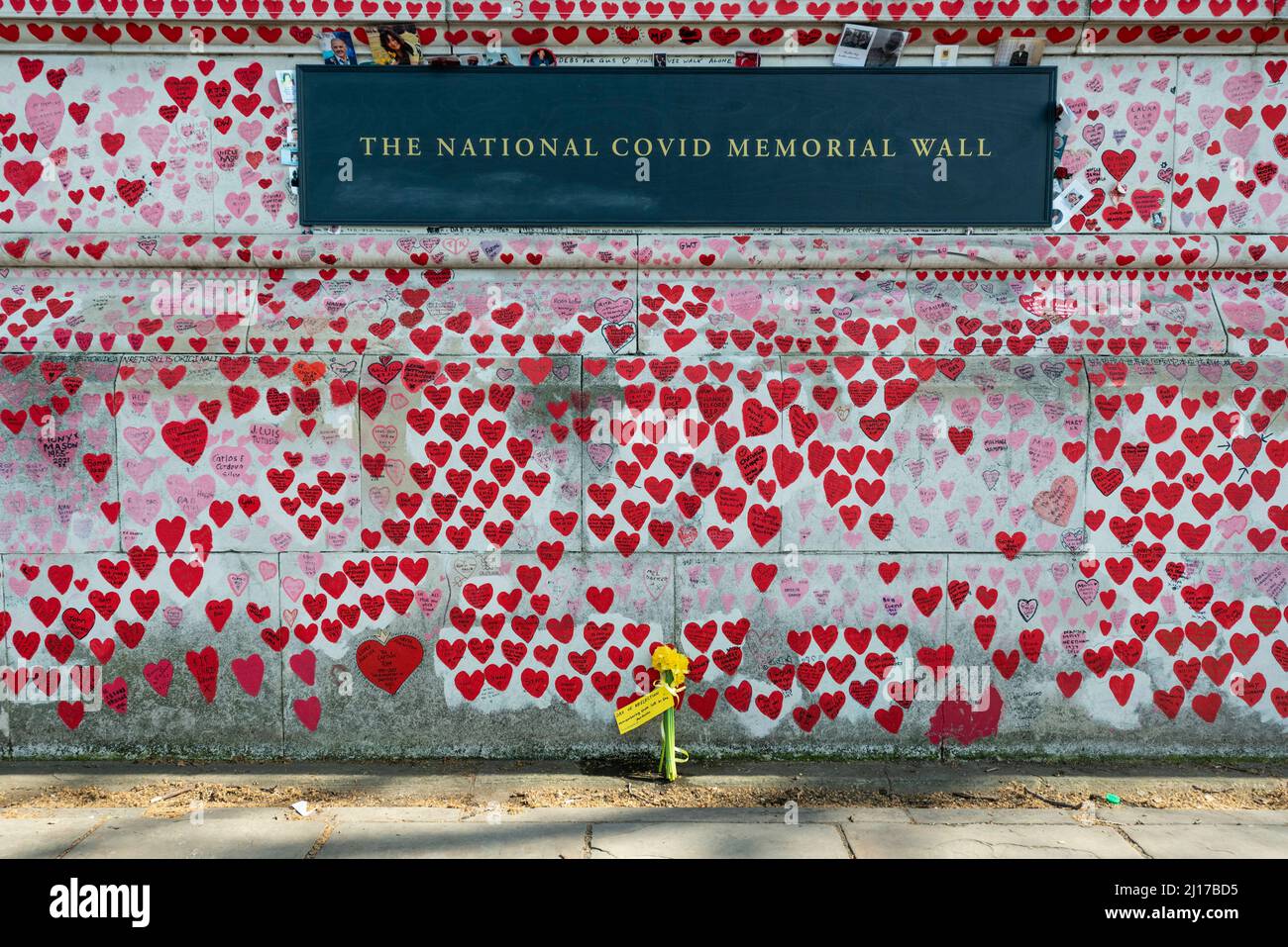 London, Großbritannien. 23. März 2022. Gelbe Narzissen, die von Familien, die einen Angehörigen verloren haben, neben der National Covid Memorial Wall platziert wurden, zum zweijährigen Jahrestag der ersten Covid-19-Sperre an einem National Day of Reflection. Bis heute hat das Vereinigte Königreich 186.094 Todesfälle verzeichnet, wobei Covid-19 auf der Sterbeurkunde erwähnt wurde. Kredit: Stephen Chung / Alamy Live Nachrichten Stockfoto