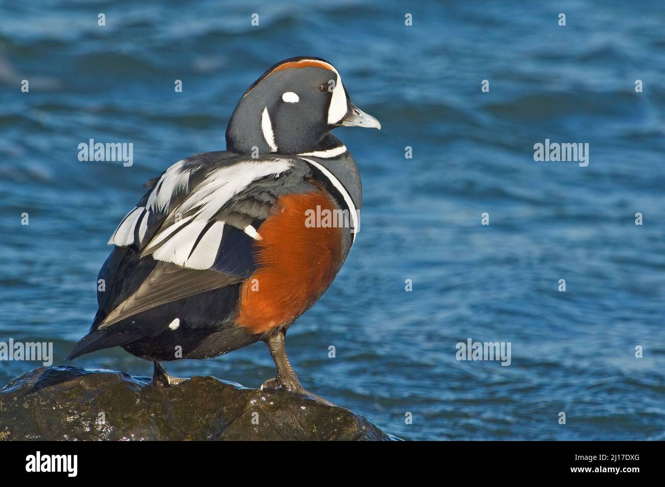 Harlequinente (Histrionicus histrionicus) am Meeresrand Stockfoto