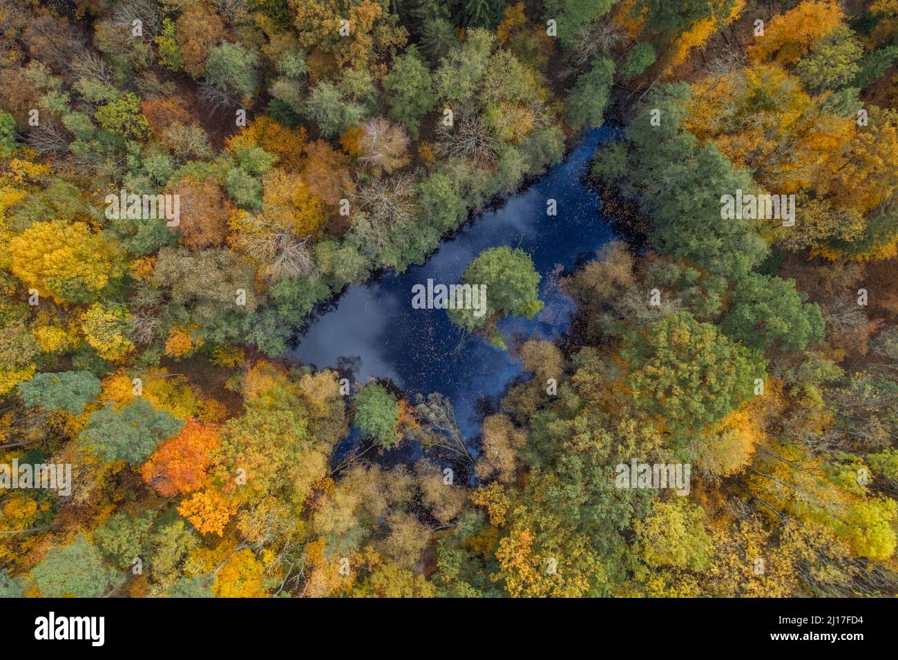 Drohnenansicht eines kleinen Teiches mitten im Herbstwald Stockfoto