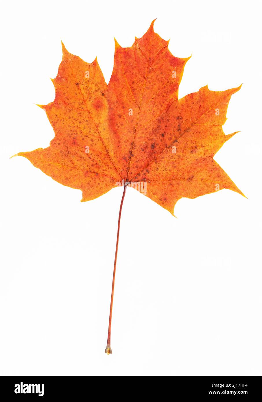 Studioaufnahme eines einzelnen Herbstfarben Ahornblatts Stockfoto