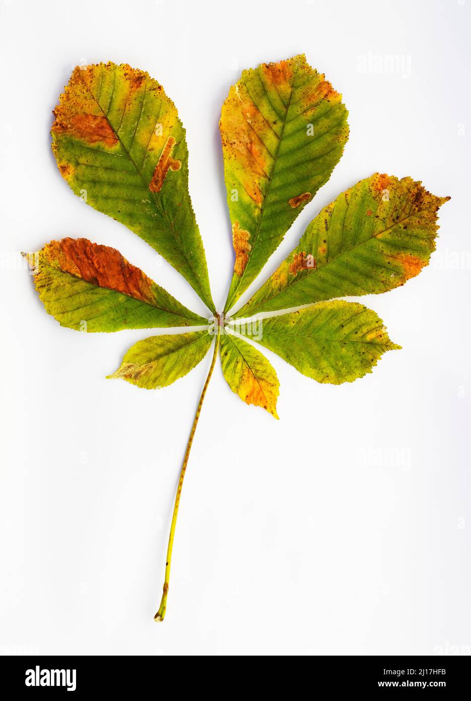 Studioaufnahme eines einzelnen Herbstblattes aus Kastanienbaum Stockfoto