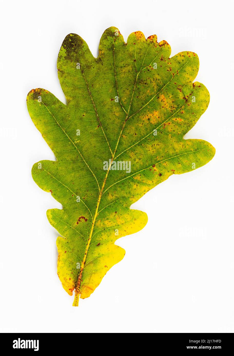 Studioaufnahme eines einzelnen Herbstblatts von Eiche (Quercus robur) Stockfoto