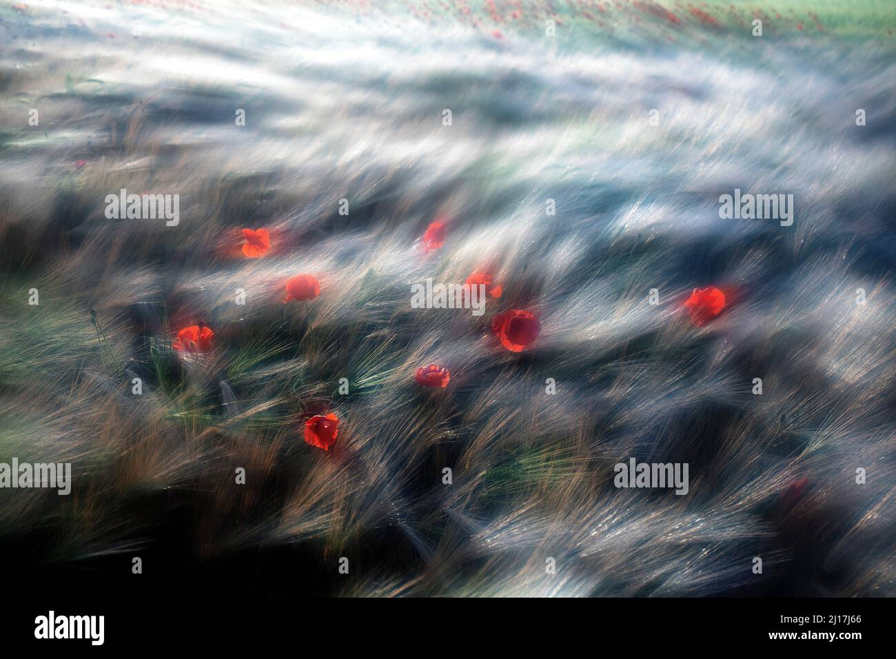 Unverschämmte Ansicht der Mohnblumen, die auf der windgepeitschten Wiese blühen Stockfoto