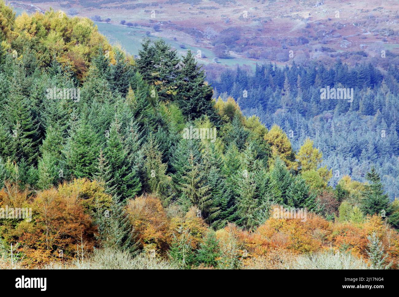 Herbstlicher Laubwald mit vielen Buchenbäumen in den wunderschönen Wäldern und Wäldern des Gwydyr-Waldes, der wunderschöne Herbstfarben und Tönungen zeigt Stockfoto