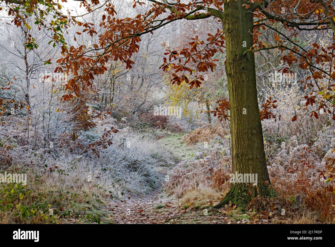 Im Spätherbst-Frühwinter auf Cannock Chase AONB (Gebiet von außergewöhnlicher natürlicher Schönheit) in Staffordshire England, Großbritannien, klammert sich starker Frost an Bäumen Stockfoto