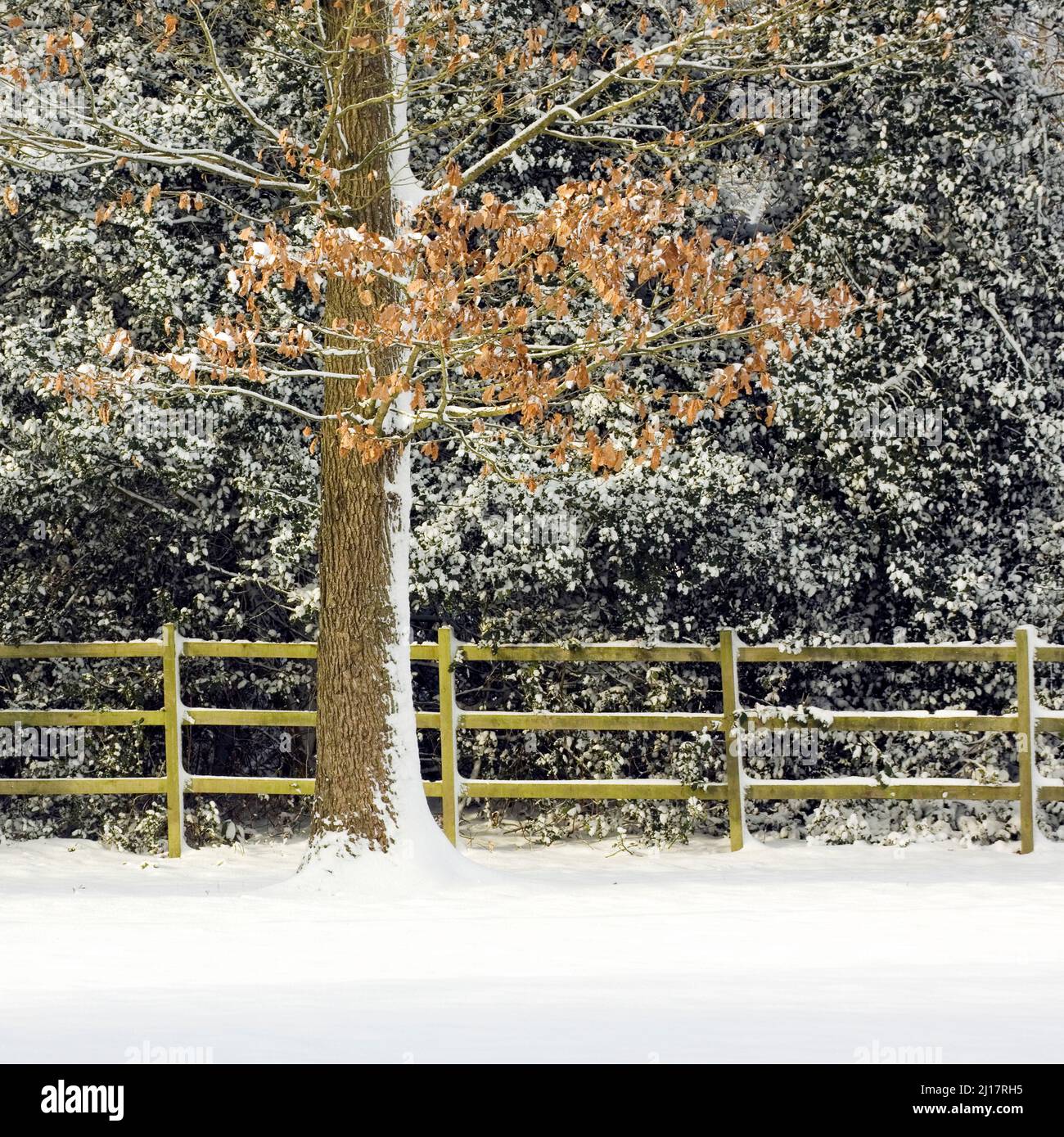 Foto von schneebedeckten Ästen mit Überresten von Herbstfarben, die diese Gartenszene ergänzen. Stockfoto