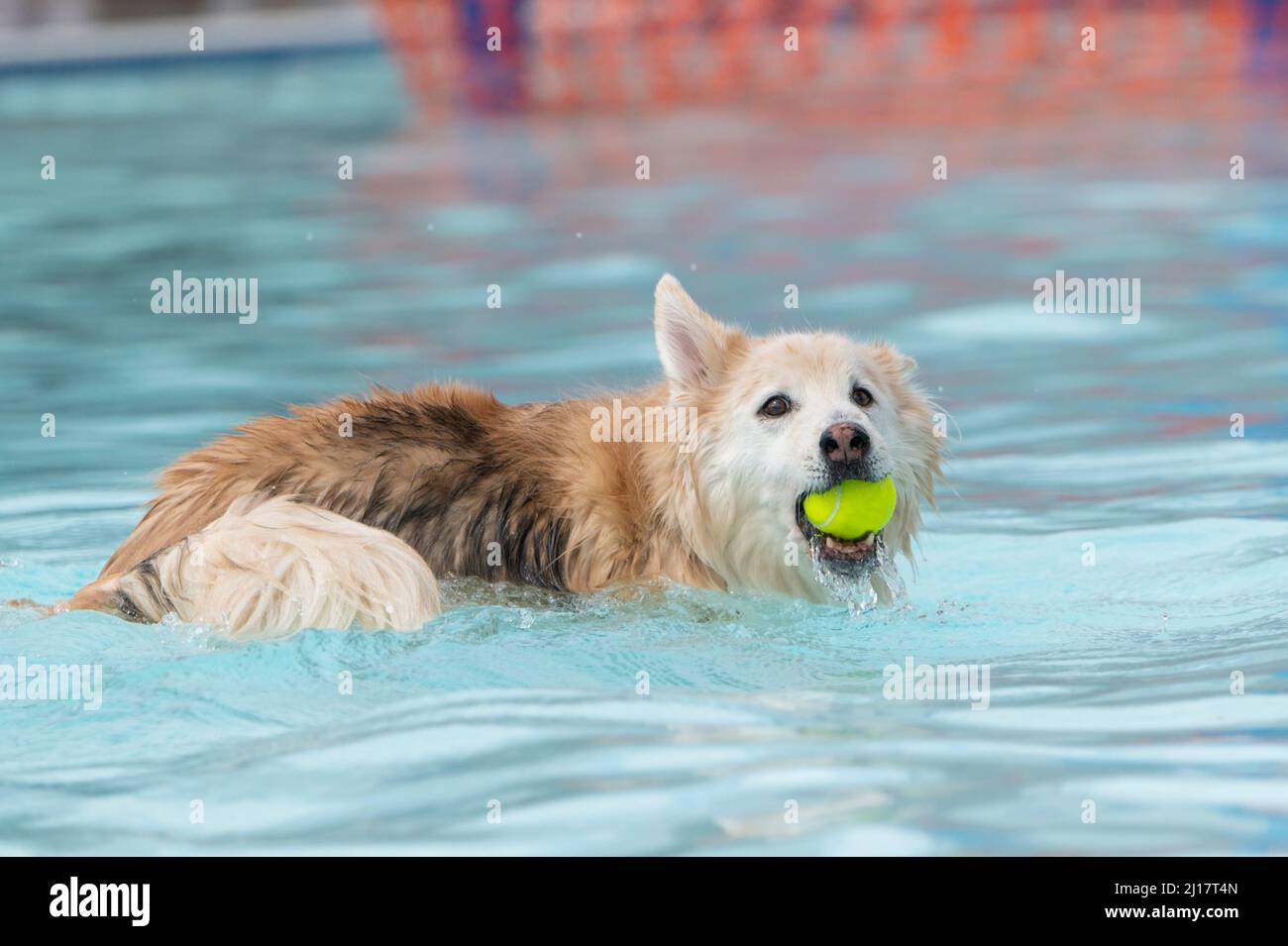 Mischlingshund mit einem Tennisball, der in einem Schwimmbad spielt Stockfoto