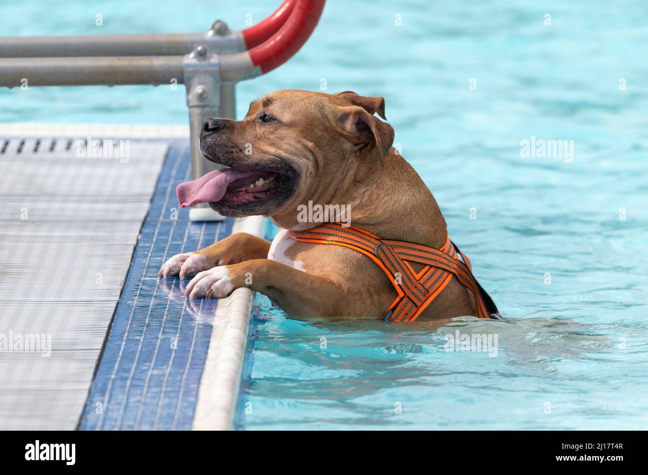 Pitbull in einem öffentlichen Schwimmbad, das aus der Seite klettert Stockfoto