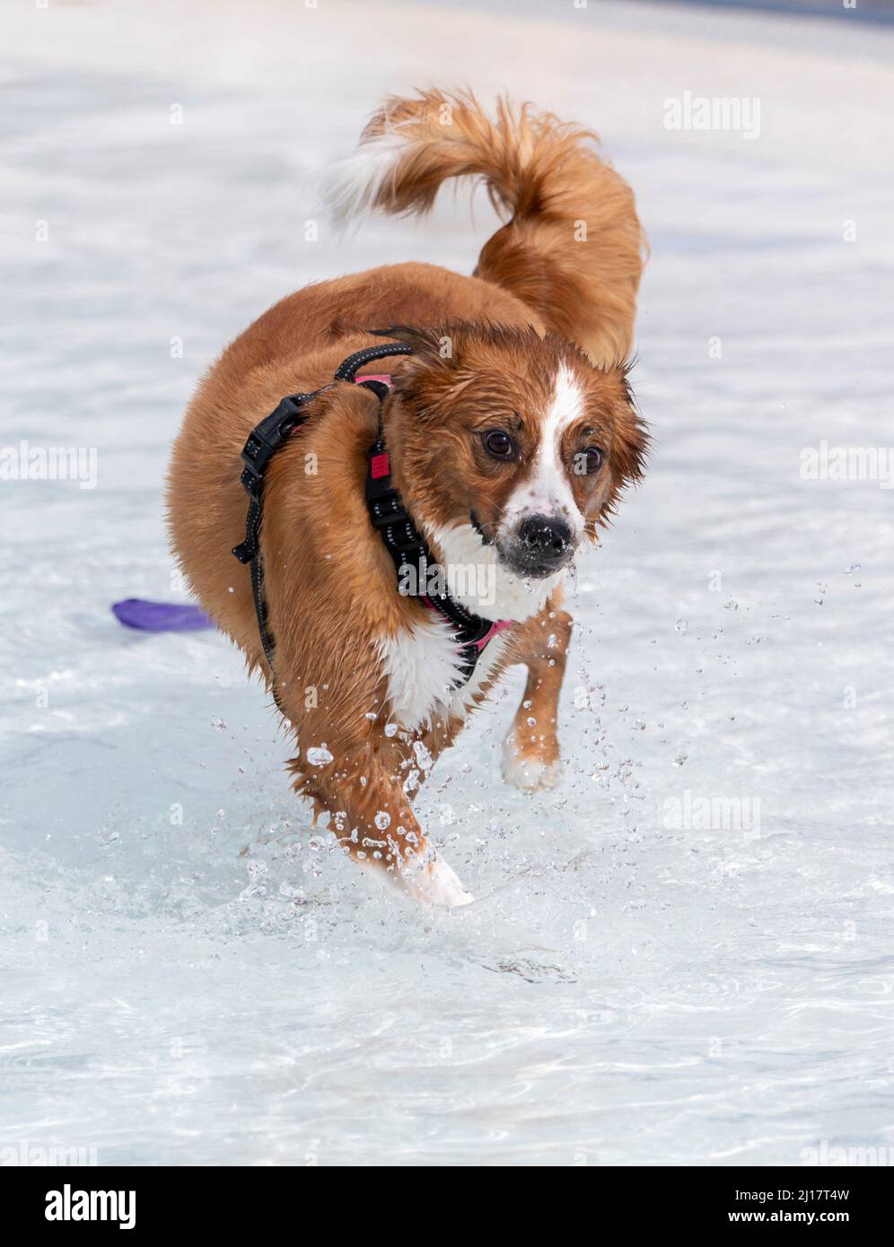 Mischlingshund, der in einem Schwimmbad planscht Stockfoto