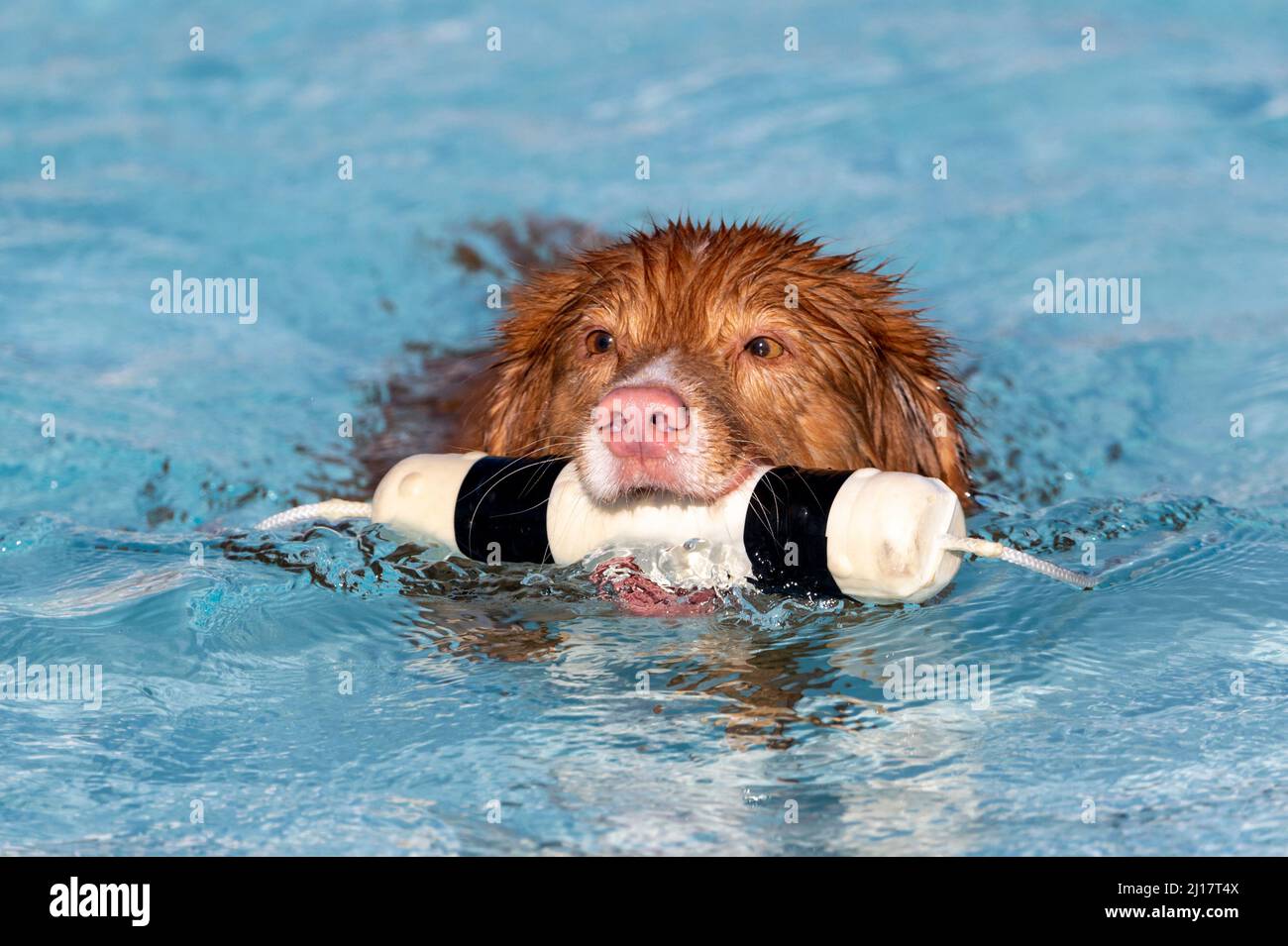 Nova Scotia toller Hund mit einem Stoßfänger Spielzeug im Wasser beim Schwimmen Stockfoto