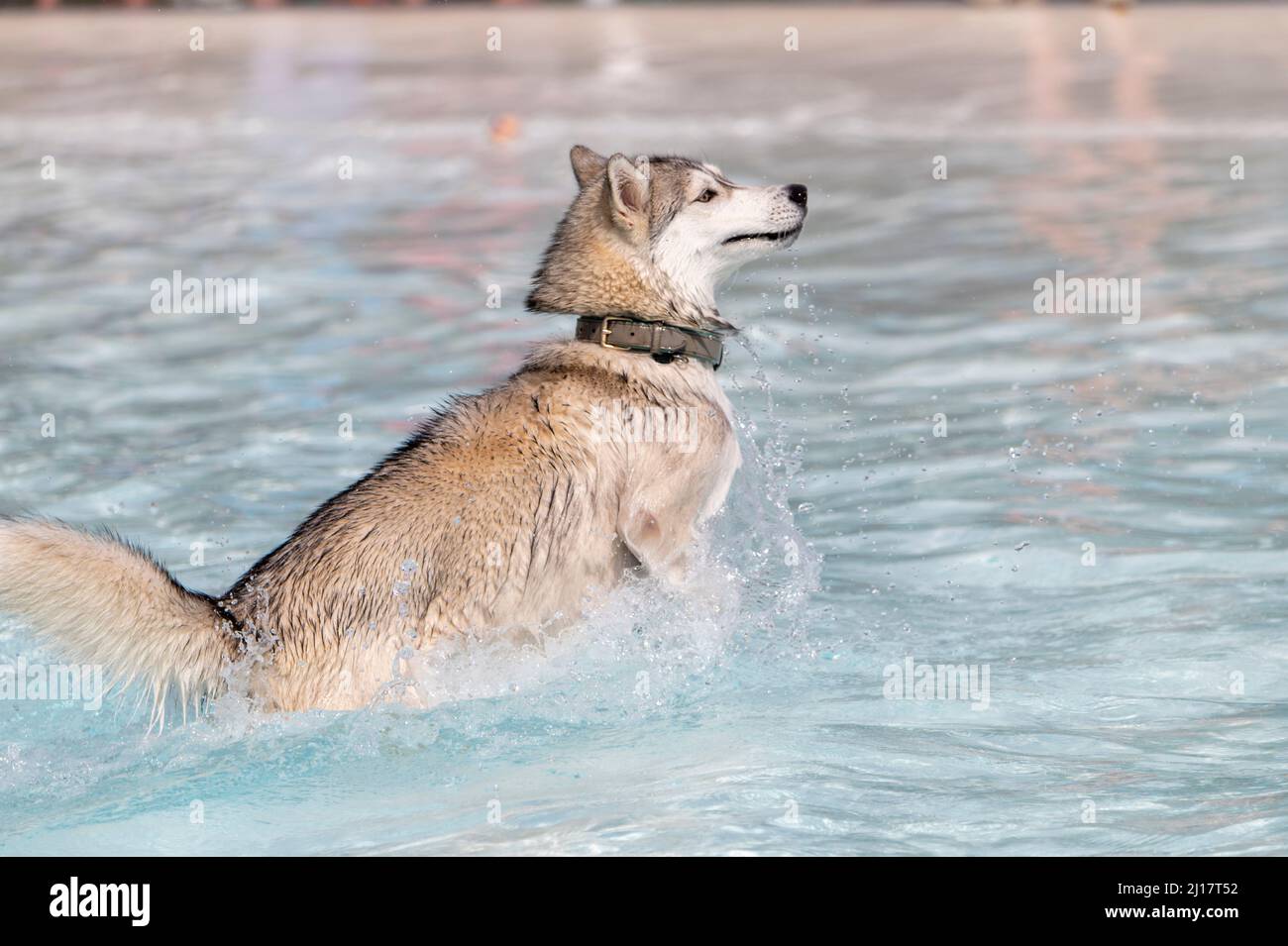 Husky spielt im Schwimmbad und springt und läuft und planscht Stockfoto