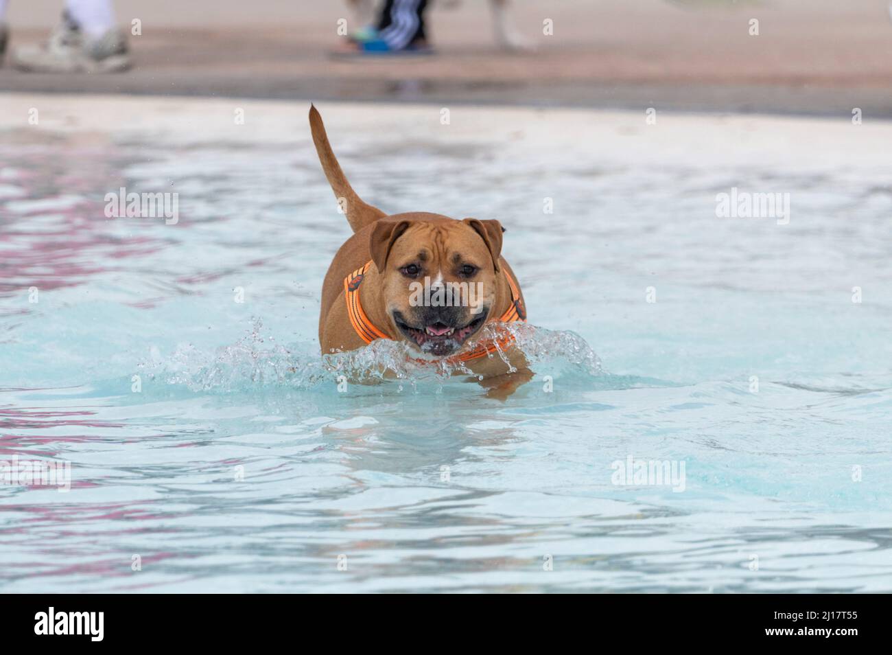 Roter Pitbull in einem Schwimmbad, das durch das Wasser läuft Stockfoto