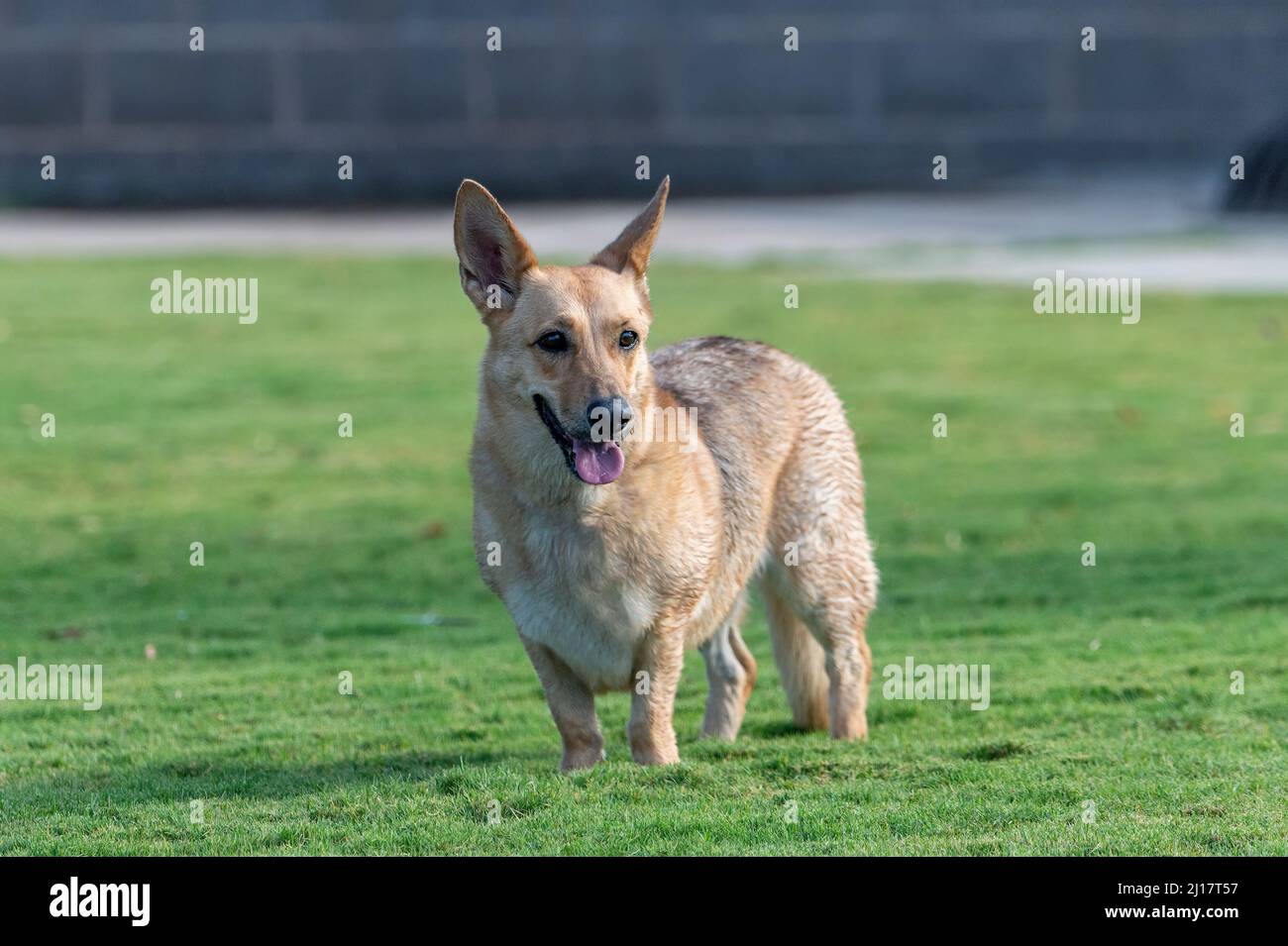 Mischlingshund, der auf dem Gras steht, während er an einem öffentlichen Schwimmbad steht Stockfoto