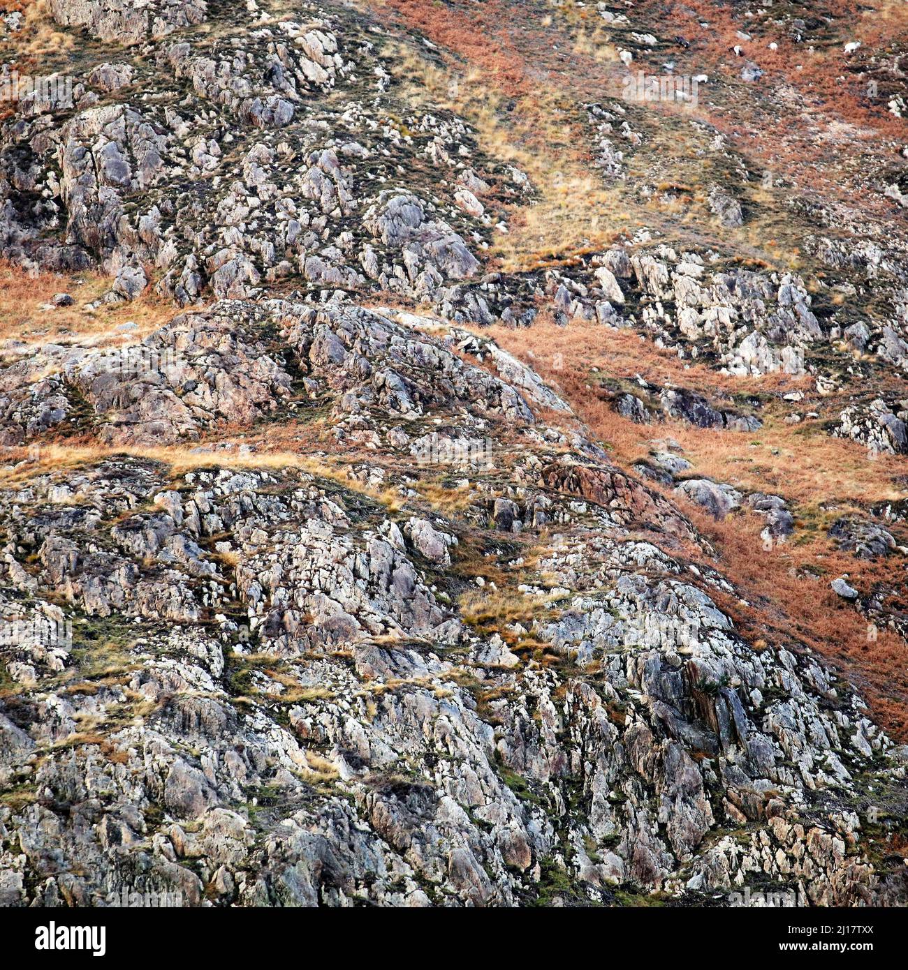 Naturfoto der Geologie, das zufällige Muster, Textur, Form zeigt, mit einer subtilen Farbpalette in einem halbabstrakten Stil im Nantgwynant Valley Stockfoto