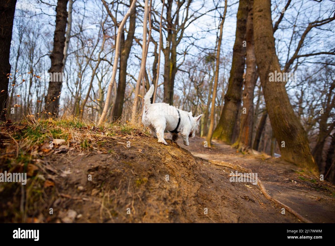 Weißer Hund springt im Herbstwald zurück Ansicht | Hund läuft an sonnigen Tagen im Freien an der Leine West-Hochland weißer Terrier im Hundegeschirr im Freien Stockfoto