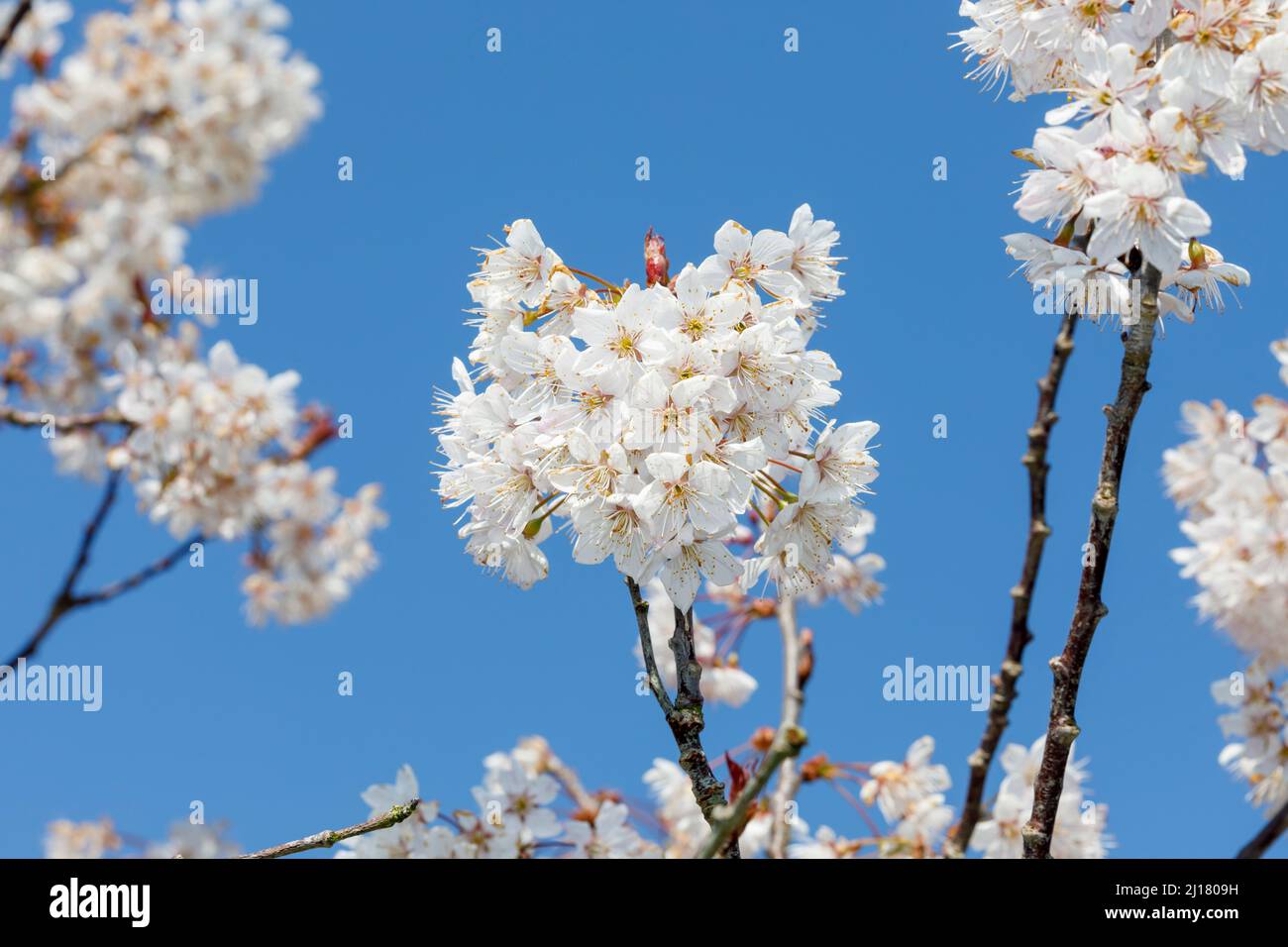 Kirschblüte im Frühling, Sussex, Großbritannien Stockfoto
