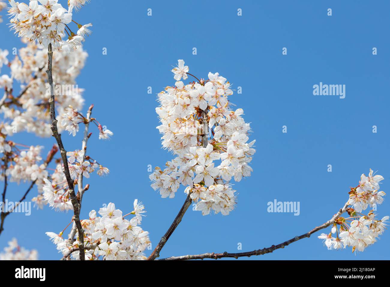 Kirschblüte im Frühling, Sussex, Großbritannien Stockfoto