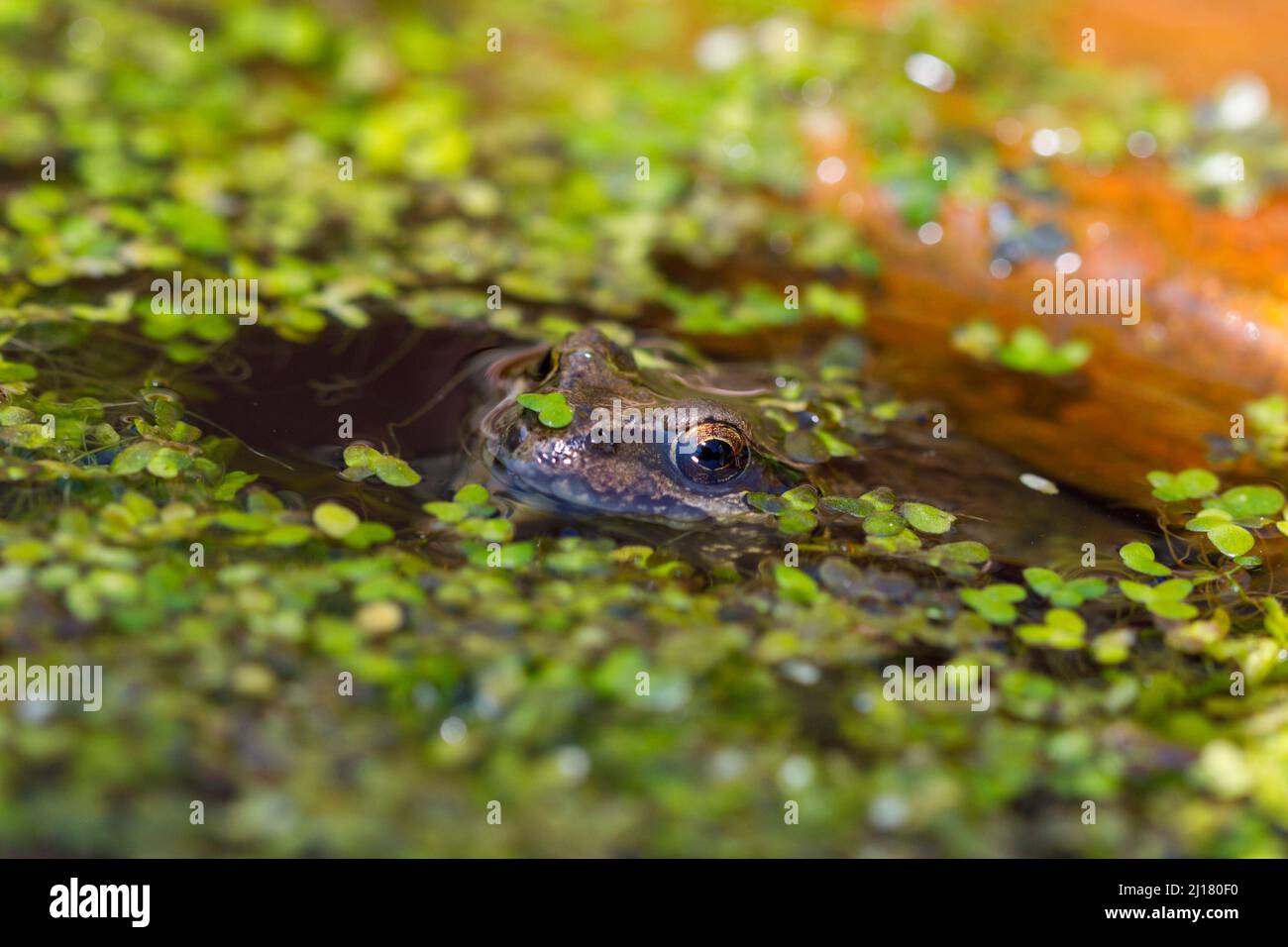 Gewöhnlicher Frosch (Rana temporaria) in einem Teich, Sussex, Großbritannien Stockfoto