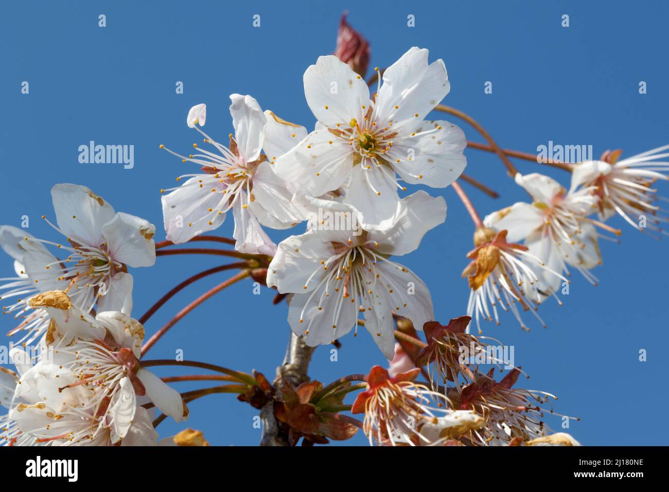 Kirschblüte im Frühling, Sussex, Großbritannien Stockfoto