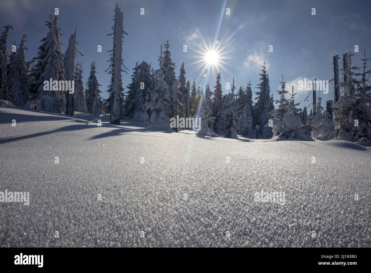 Sunstar leuchtet auf dem Bavarias Winter Wonderland am Mount Lusen mit Bäumen und Feldern, die von einer schweren weißen Schneelast bedeckt sind, die das Sonnenlicht reflektiert Stockfoto