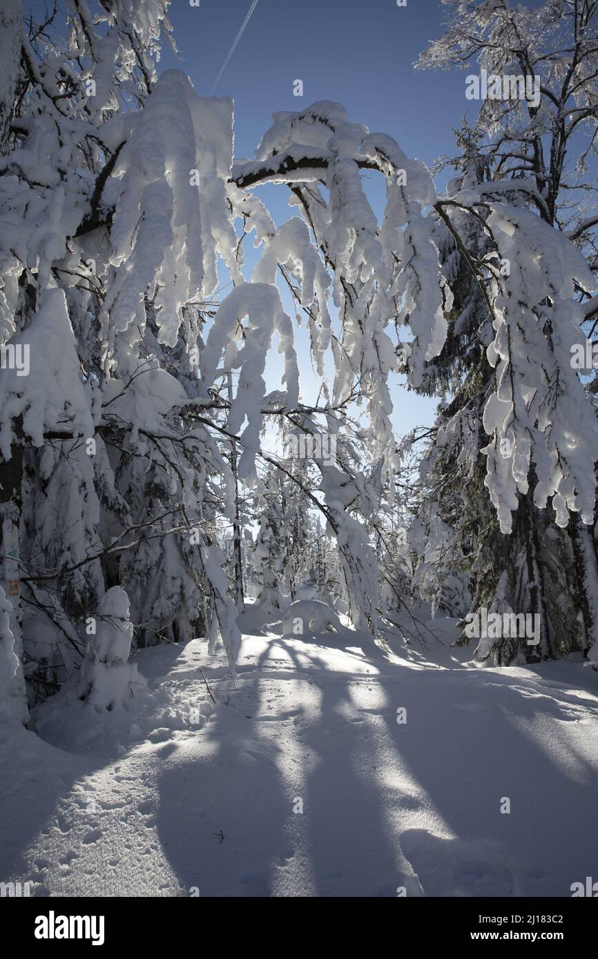 Schnee- und eisbedeckte Bäume biegen sich von der schweren Last im Nationalpark Bayerischer Wald ab Stockfoto