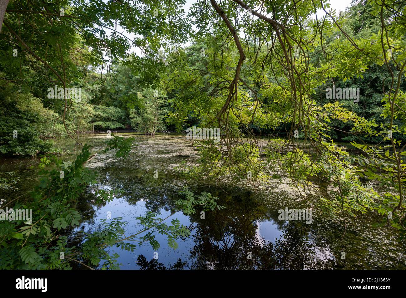 Das CS Lewis Nature Reserve, Headington, Oxford. Stockfoto