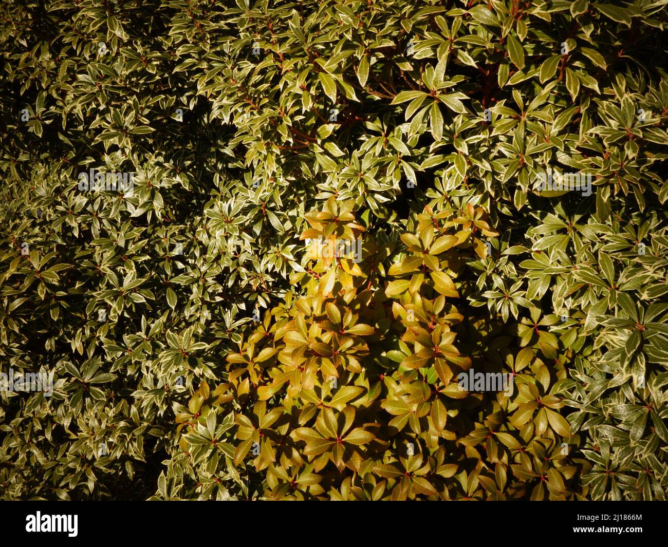 Immergrüne Hecke mit kleiner Blattstruktur, die als Laubhintergrund oder Laubhintergrund für Gartenwebseiten oder Blogs über Gartenarbeit verwendet werden kann. Stockfoto