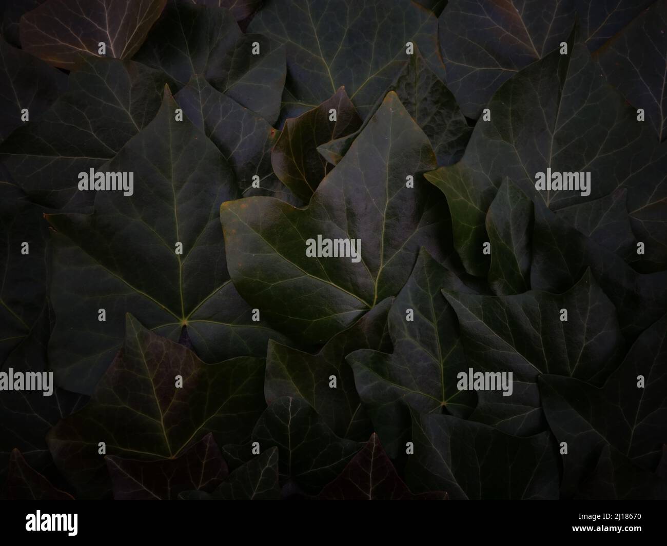 Ruhiger Hintergrund aus schwach beleuchteten dunkelgrünen Efeu-Blättern oder Efeu-Blättern perfekt als Hintergrund oder Vorlage für eine Karte, eine Website oder als heiterer Bildschirmschoner. Stockfoto