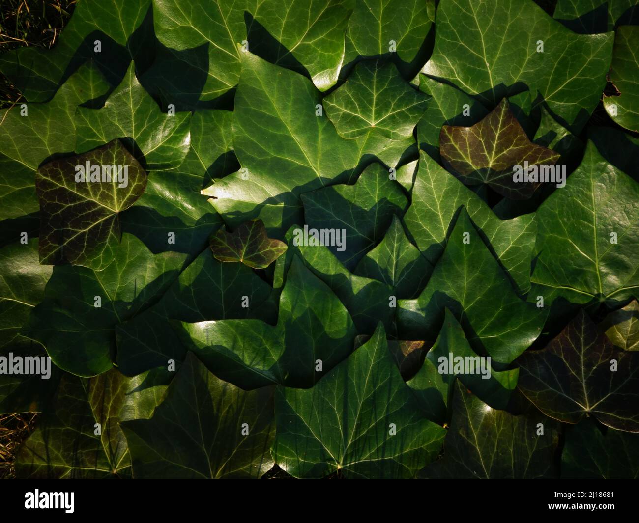 Ruhiger Hintergrund von Nuancen von grünem Efeu Laub oder Efeu Blätter perfekt als Hintergrund oder Vorlage für eine Karte, eine Website oder als sehr schöner Bildschirmschoner. Stockfoto