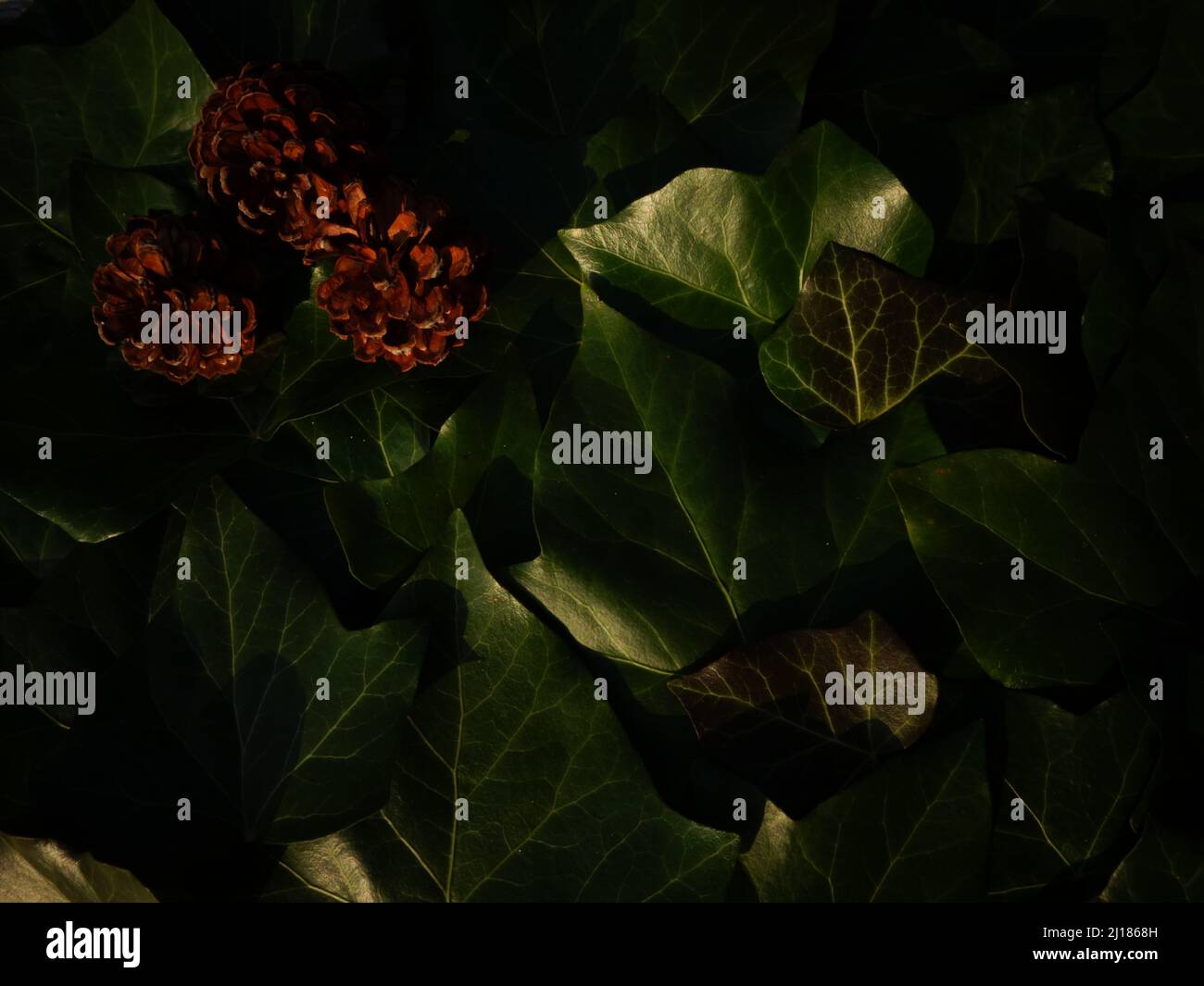 Schöne Tannenzapfen auf grünen Efeu-Blättern perfekt als Hintergrund oder Vorlage für Karten oder zur Scrapbook-Gestaltung als Scrapbook Element oder Scrapbook Hintergrund Stockfoto