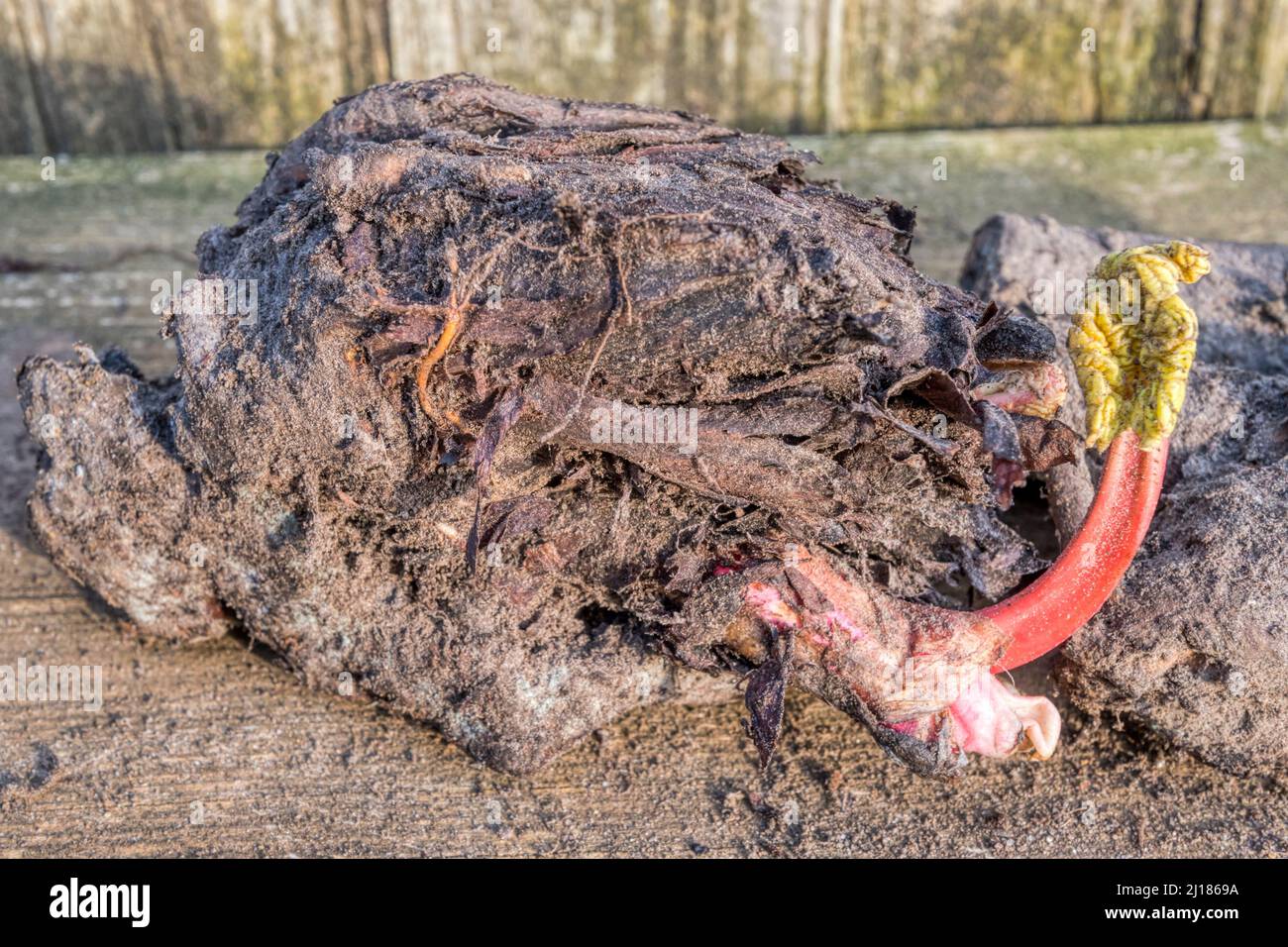 Eine Krone aus Rhabarb, Rheum, 'Victoria', bereit zum Pflanzen. Stockfoto